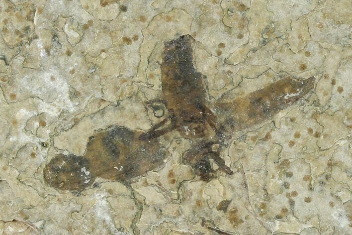 Fossil March Fly (Plecia) - Green River Formation #135891